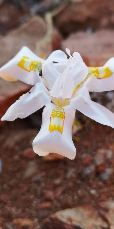 Moraea saxicola, photographed by leandra-k_89