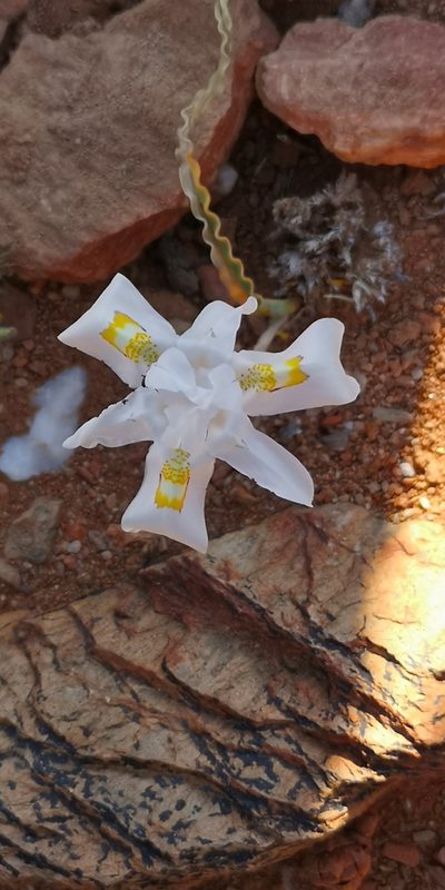 Moraea saxicola, photographed by leandra-k_89