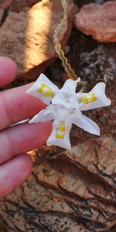 Moraea saxicola, photographed by leandra-k_89