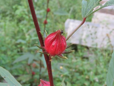 Sabdariffa gossypiifolia, photographed by Meghaa