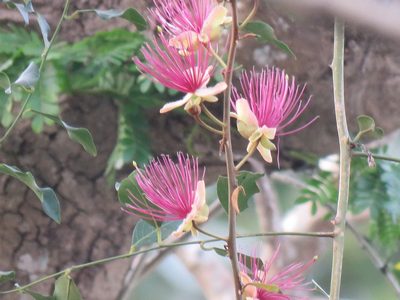 Capparis zeylanica, photographed by Meghaa