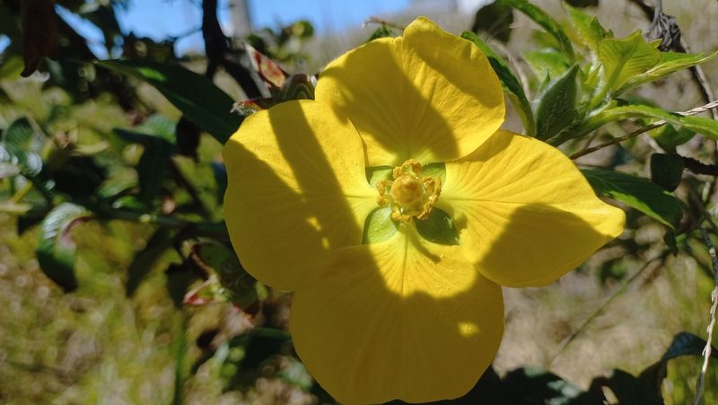 Ludwigia multinervia, photographed by JG