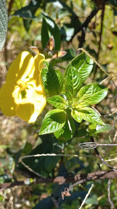 Ludwigia multinervia, photographed by JG