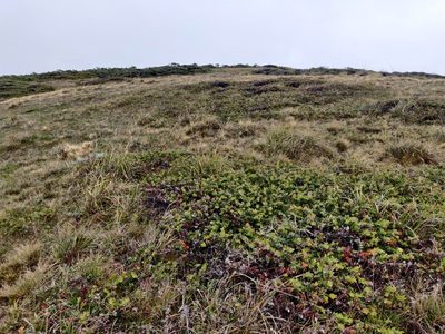 Arctostaphylos cruzensis, photographed by Alexander Wentworth
