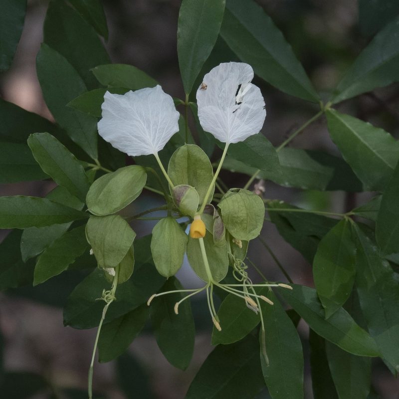 Cadaba trifoliata, photographed by Paulmathi Vinod