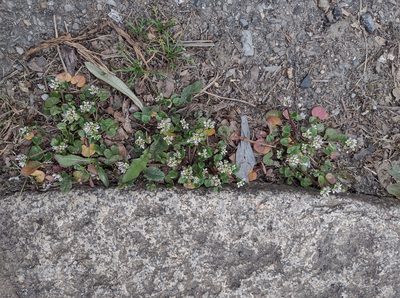 Cochlearia danica, photographed by Daniel Cahen