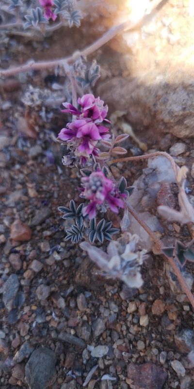 Indigofera exigua, photographed by leandra-k_89