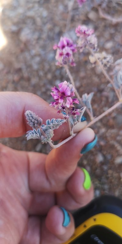 Indigofera exigua, photographed by leandra-k_89