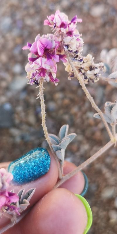 Indigofera exigua, photographed by leandra-k_89