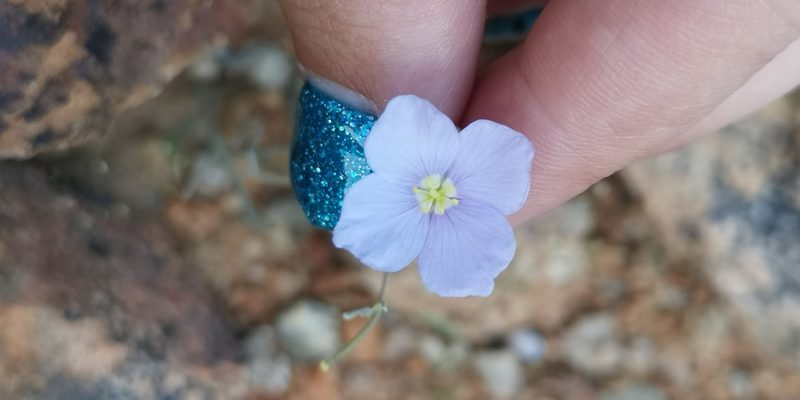 Heliophila trifurca, photographed by leandra-k_89