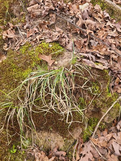 Carex nigromarginata, photographed by Jeff Wilson
