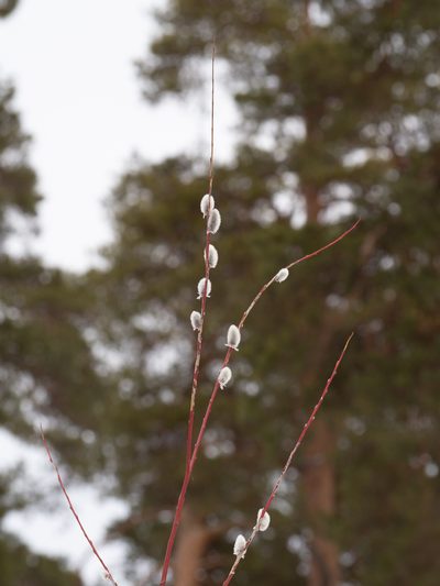 Salix acutifolia, photographed by Sergey Khm