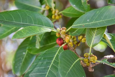 Ficus aurea