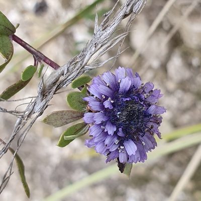 Globularia alypum, photographed by Mehdi Chetibi