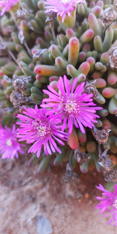 Schlechteranthus connatus, photographed by leandra-k_89