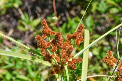 Cyperus ligularis, photographed by Jay Pruett