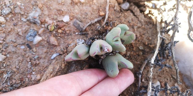 Conophytum bilobum, photographed by leandra-k_89