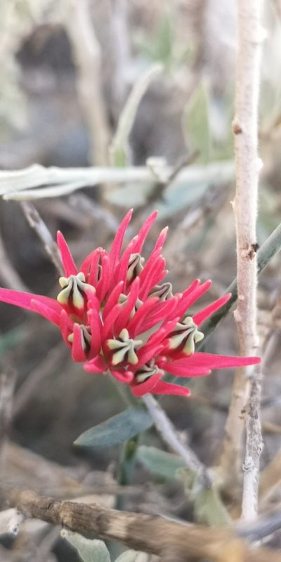 Microloma calycinum, photographed by leandra-k_89