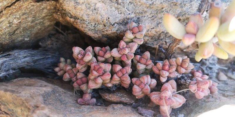 Crassula elegans, photographed by leandra-k_89