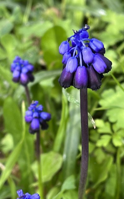 Muscari commutatum, photographed by Bob Walker