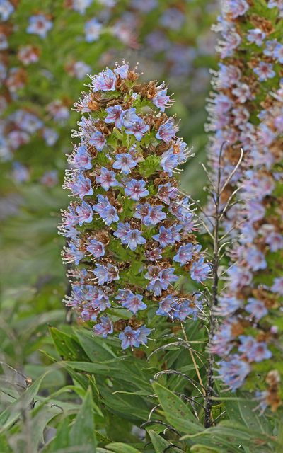Echium acanthocarpum, photographed by Christoph Moning