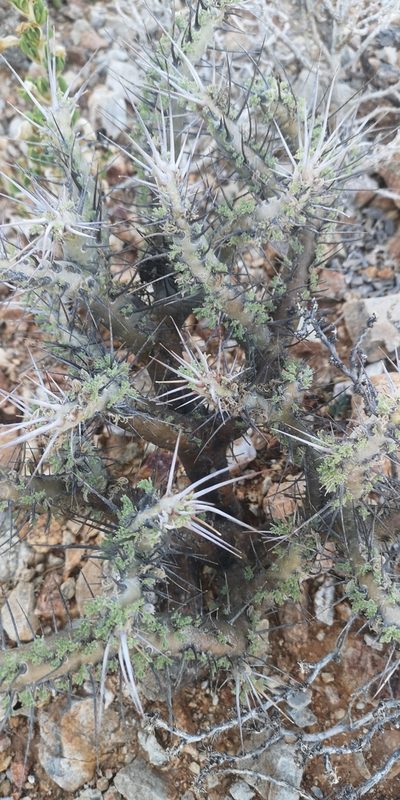 Sarcocaulon herrei, photographed by leandra-k_89