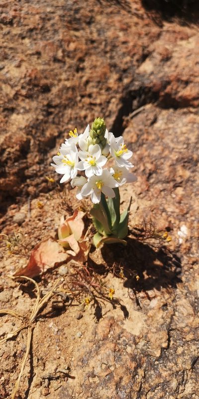 Eliokarmos pruinosus, photographed by leandra-k_89