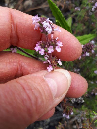 Micromeria herpyllomorpha, photographed by Ina Siebert