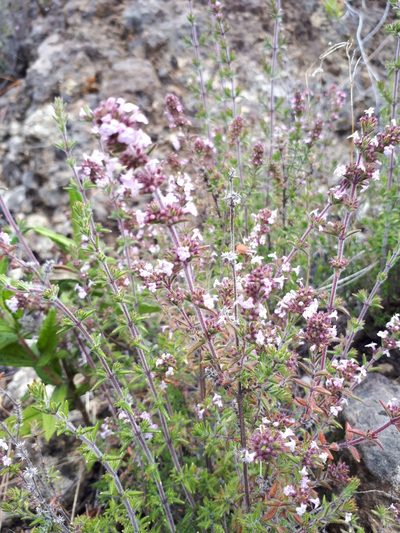 Micromeria herpyllomorpha, photographed by Ina Siebert