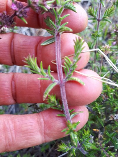 Micromeria herpyllomorpha, photographed by Ina Siebert