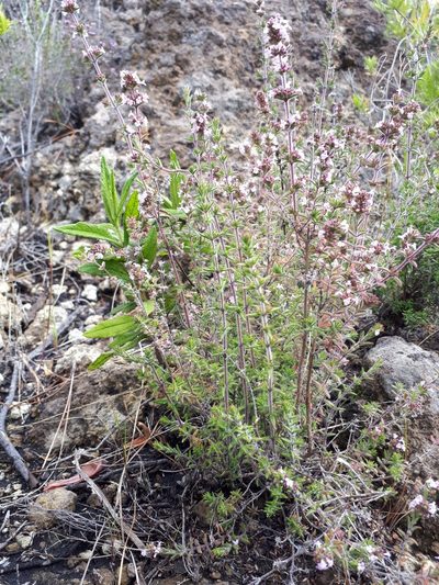 Micromeria herpyllomorpha, photographed by Ina Siebert