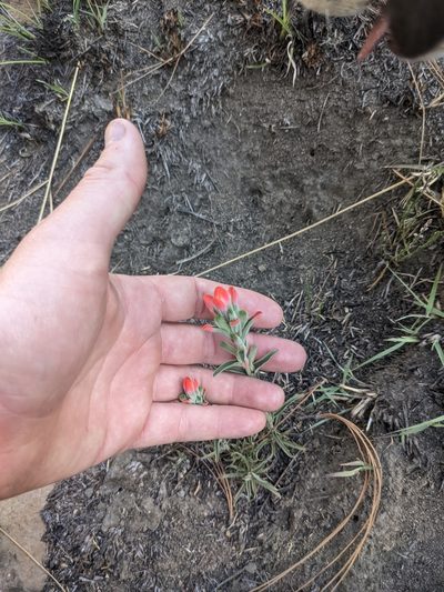 Castilleja nervata, photographed by Connor McInerney