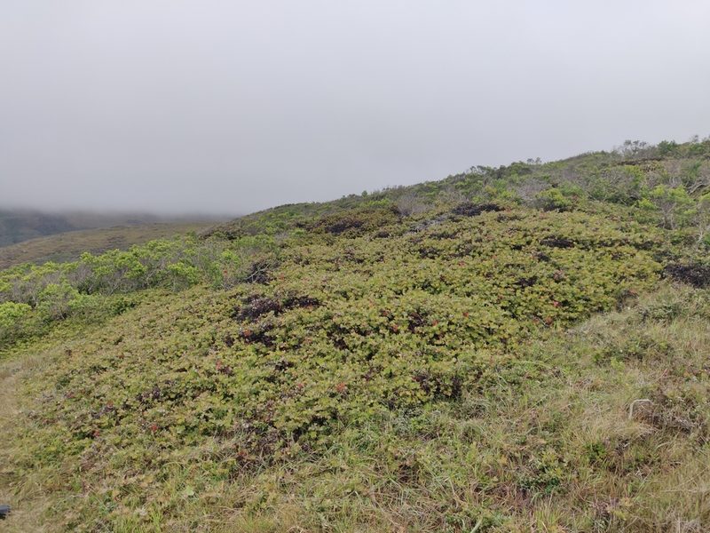 Arctostaphylos cruzensis, photographed by Alexander Wentworth