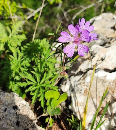 Geranium tuberosum, photographed by juliusp