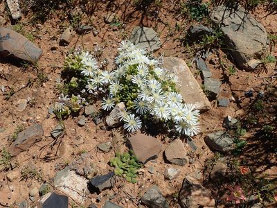 Drosanthemum framesii, photographed by Peter Warren