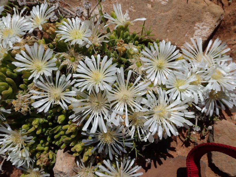 Drosanthemum framesii, photographed by Peter Warren