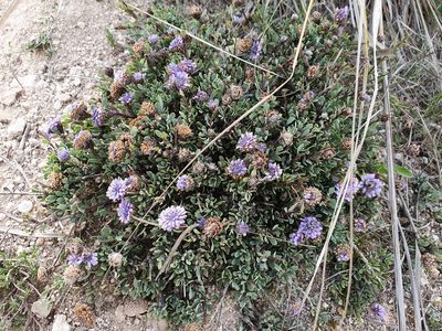 Globularia alypum, photographed by Mehdi Chetibi
