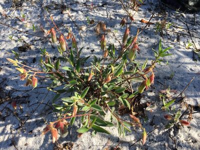 Crotalaria rotundifolia, photographed by Sterling Herron