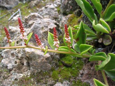 Anredera diffusa, photographed by cstobie