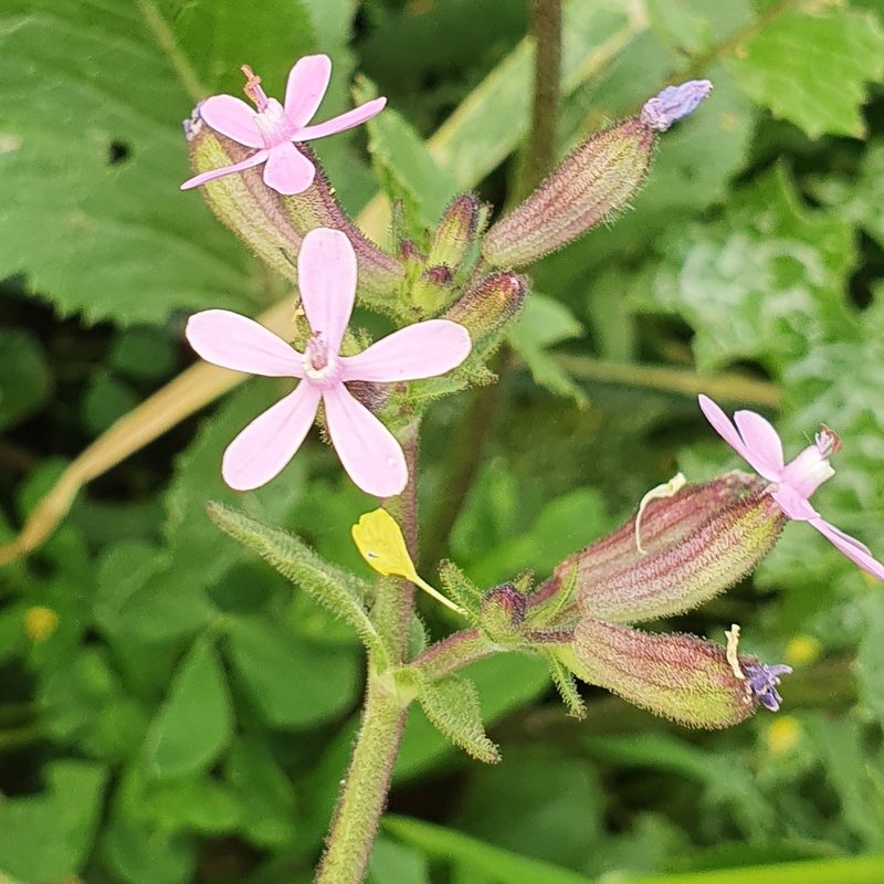 Silene fuscata, photographed by Mehdi Chetibi