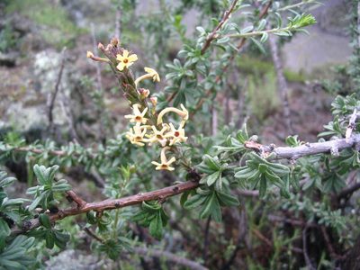 Mulguraea arequipensis, photographed by cstobie