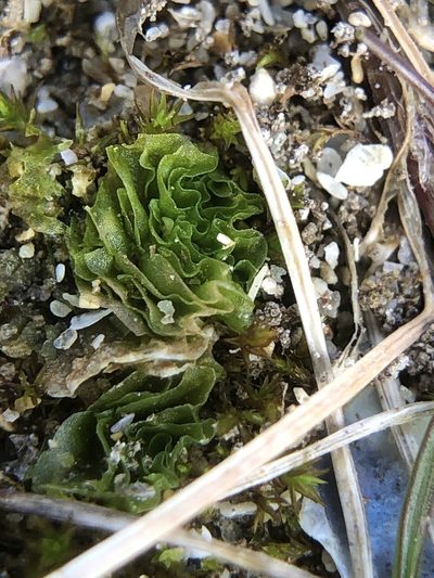 Petalophyllum ralfsii, photographed by Young Jun Lee