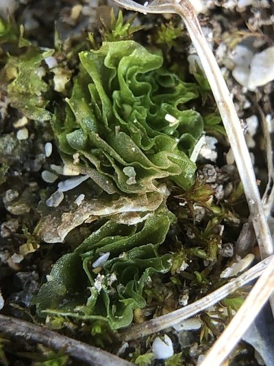 Petalophyllum ralfsii, photographed by Young Jun Lee