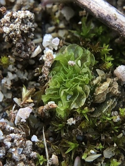 Petalophyllum ralfsii, photographed by Young Jun Lee