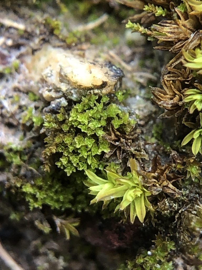 Gymnostomum viridulum, photographed by Young Jun Lee