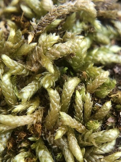 Scleropodium touretii, photographed by Young Jun Lee