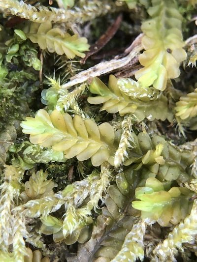 Saccogyna viticulosa, photographed by Young Jun Lee