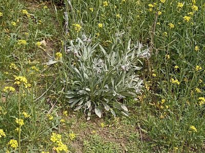Pardoglossum cheirifolium, photographed by Juan C. Espinosa