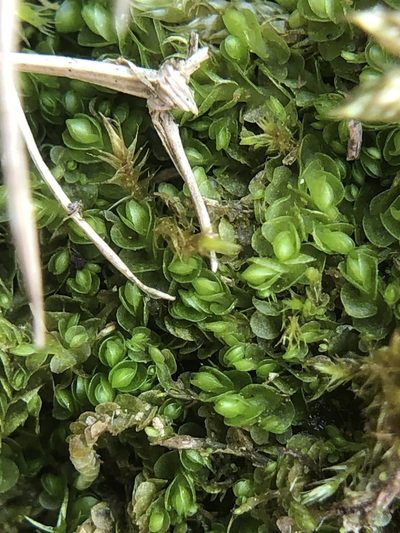 Solenostoma gracillimum, photographed by Young Jun Lee