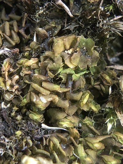 Scapania gracilis, photographed by Young Jun Lee